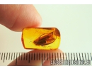 Planthopper Fulgoromorpha Achilidae. Fossil inclusion in Baltic amber #10850