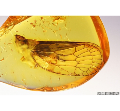 Rare Planthopper Tropiduchidae Jantaritambia. Fossil insect in Baltic amber #10852