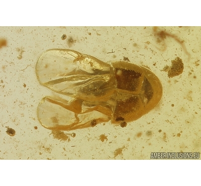 Nice Rare Rove beetle Staphylinidae Aleocharinae Hypocyphtini and More. Fossil inclusions in Baltic amber #10874