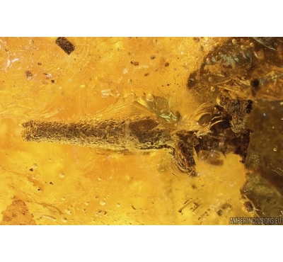 Caterpillar Case, Rove beetle Staphylinidae and More. Fossil inclusions in Ukrainian Rovno amber #10878R