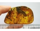 Caterpillar Case, Rove beetle Staphylinidae and More. Fossil inclusions in Ukrainian Rovno amber #10878R