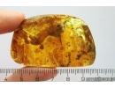 Caterpillar Case Lepidoptera, Rove beetle Staphylinidae, Big 15mm Centipede, Big 28 mm Plant and More. Fossil inclusions in Ukrainian Rovno amber #10878R