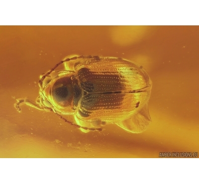 Nice Flea Beetle Chrysomelidae Alticini. Fossil insect in Baltic amber stone #10883
