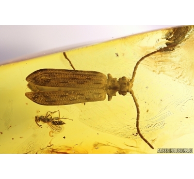 Rare Nice Reticulated Beetle Cupedidae Cupes and Wasp Hymenoptera. Fossil insects in Baltic amber stone #10887