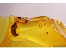 Interesting rare Beetle Antenna, probable Carabidae: Paussinae species. Fossil inclusion in Baltic amber #10889