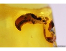 Interesting rare Beetle Antenna, probable Carabidae: Paussinae species. Fossil inclusion in Baltic amber #10889