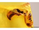 Interesting rare Beetle Antenna, probable Carabidae: Paussinae species. Fossil inclusion in Baltic amber #10889