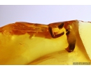 Interesting rare Beetle Antenna, probable Carabidae: Paussinae species. Fossil inclusion in Baltic amber #10889