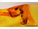 Interesting rare Beetle Antenna, probable Carabidae: Paussinae species. Fossil inclusion in Baltic amber #10889