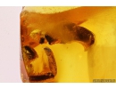 Interesting rare Beetle Antenna, probable Carabidae: Paussinae species. Fossil inclusion in Baltic amber #10889