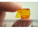 Interesting rare Beetle Antenna, probable Carabidae: Paussinae species. Fossil inclusion in Baltic amber #10889