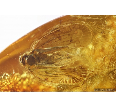 Planthopper Fulgoromorpha Achilidae. Fossil inclusion in Baltic amber #10890