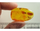 Planthopper Fulgoromorpha Achilidae. Fossil inclusion in Baltic amber #10890