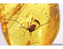 Two Harvestmen Opiliones. Fossil inclusions in Baltic amber #10891