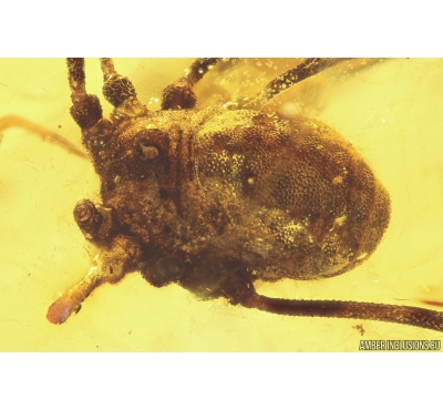 Two Harvestmen Opiliones. Fossil inclusions in Baltic amber #10891