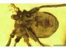 Two Harvestmen Opiliones. Fossil inclusions in Baltic amber #10891