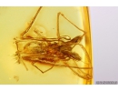 DAWN SPIDER ARCHAEIDAE PARADOXA and MORE. Fossil inclusions in Baltic amber #10892