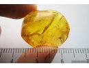 Mite Acari. Fossil inclusion in Baltic amber #10895