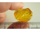 Mite Acari. Fossil inclusion in Baltic amber #10895