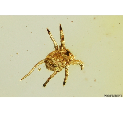 Veri Nice Mite Acari and Springtail Collembola. Fossil inclusions in Baltic amber #10896