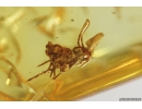 Veri Nice Mite Acari and Springtail Collembola. Fossil inclusions in Baltic amber #10896