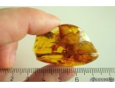 Mite Acari. Fossil inclusion in Baltic amber #10897