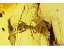 Ant Hymenoptera in Spider web. Fossil inclusion in Baltic amber #10898