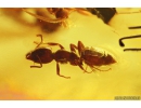 Many Dipterans and Ant Hymenoptera. Fossil insects in Baltic amber #10905