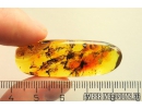 Many Dipterans and Ant Hymenoptera. Fossil insects in Baltic amber #10905