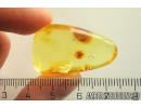 Very Nice running air in water bubble. Fossil inclusion in Ukrainian Rovno amber #10907R