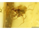 Nice Thuja and Spider Araneae. Fossil inclusions in Ukrainian Rovno amber #10908R