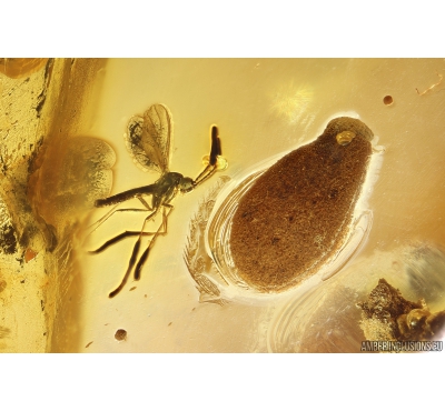 Leaf, Gnat with Mites, Spider and More. Fossil inclusions in Ukrainian Rovno amber #10909R