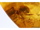 Leaf, Gnat with Mites, Spider and More. Fossil inclusions in Ukrainian Rovno amber #10909R