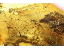 Leaf, Gnat with Mites, Spider and More. Fossil inclusions in Ukrainian Rovno amber #10909R