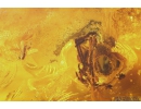 Leaf, Gnat with Mites, Spider and More. Fossil inclusions in Ukrainian Rovno amber #10909R