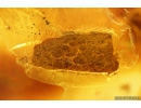 Leaf and Fungus gnat Mycetophilidae. Fossil inclusions Baltic amber #10910