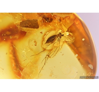 Leaf and Fungus gnat Mycetophilidae. Fossil inclusions Baltic amber #10910