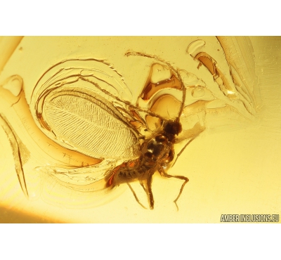 Coccid Matsucoccus and Gnat. Fossil insects Baltic amber #10912