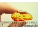 Coccid and Gnat. Fossil insects Baltic amber #10912