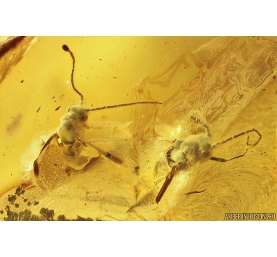 3 Coccids Coccoidea. Fossil inclusions in Ukrainian Rovno amber #10914R