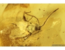 3 Coccids Coccoidea. Fossil inclusions in Ukrainian Rovno amber #10914R