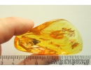 3 Coccids Coccoidea. Fossil inclusions in Ukrainian Rovno amber #10914R