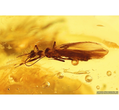 Stonefly Plecoptera. Fossil insect in Baltic amber #10915