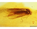 Caddisfly Trichoptera eaten by ants. Fossil insect in Baltic amber #10917