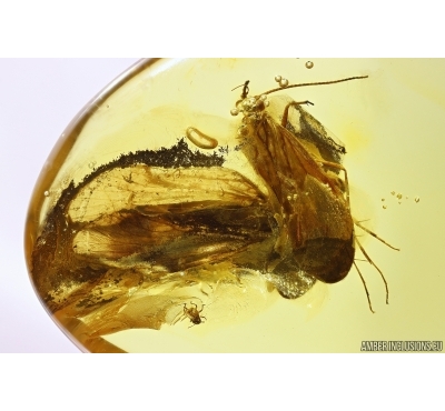 Two Caddisflies Trichoptera. Fossil insects in Baltic amber #10918