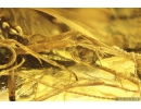Two Caddisflies Trichoptera. Fossil insects in Baltic amber #10918