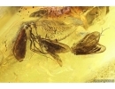 Rare scene: 4 Caddisflies Trichoptera, one with parasitic Worm Nematoda! Fossil insects in Baltic amber #10919