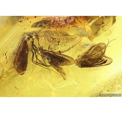 4 Caddisflies Trichoptera one with parasitic Worm Nematoda. Fossil insects in Baltic amber #10919