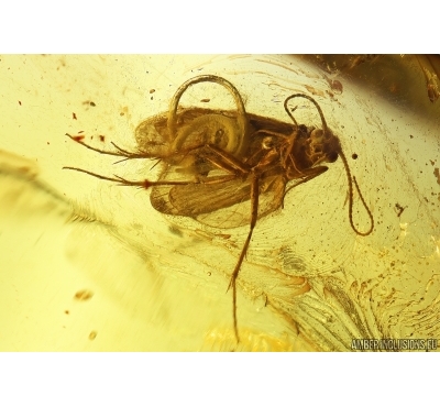 Rare scene: 4 Caddisflies Trichoptera, one with parasitic Worm Nematoda! Fossil insects in Baltic amber #10919