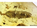 Nice Click beetle Elateroidea. Fossil insect in Baltic amber #10927